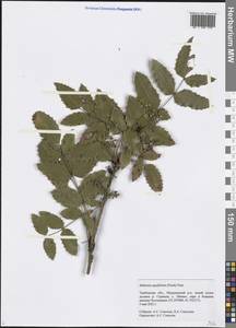Mahonia aquifolium (Pursh) Nutt., Eastern Europe, Central forest-and-steppe region (E6) (Russia)
