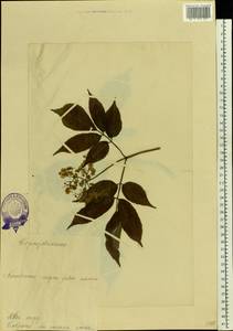 Sambucus nigra L., Eastern Europe, Estonia (E2c) (Estonia)
