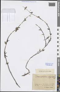 Dracocephalum integrifolium Bunge, Middle Asia, Pamir & Pamiro-Alai (M2) (Uzbekistan)