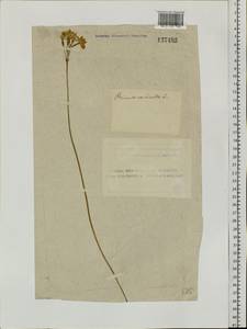 Primula cortusoides L., Siberia, Altai & Sayany Mountains (S2) (Russia)