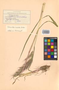 Echinochloa crus-galli subsp. crus-galli, Siberia, Russian Far East (S6) (Russia)