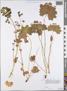 Alchemilla hians Juz., Eastern Europe, Eastern region (E10) (Russia)