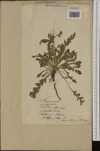 Lepidium campestre (L.) W.T.Aiton, Eastern Europe, Lithuania (E2a) (Lithuania)