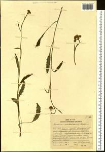 Tephroseris sichotensis (Kom.) Holub, Siberia, Russian Far East (S6) (Russia)