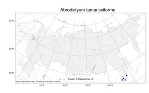 Abrodictyum tamarisciforme (Jacq.) Ebihara & Dubuisson, Atlas of the Russian Flora (FLORUS) (Russia)