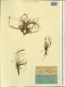 Carex tristis M.Bieb., Caucasus, North Ossetia, Ingushetia & Chechnya (K1c) (Russia)