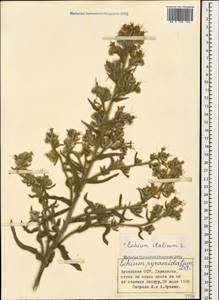 Echium italicum subsp. biebersteinii (Lacaita) Greuter & Burdet, Caucasus, Armenia (K5) (Armenia)