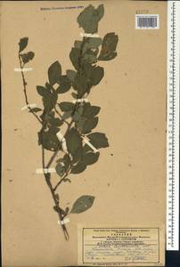 Prunus cerasifera Ehrh., Caucasus, Armenia (K5) (Armenia)