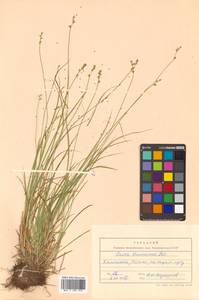 Carex brunnescens (Pers.) Poir., Siberia, Chukotka & Kamchatka (S7) (Russia)