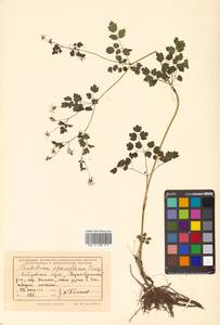 Thalictrum sparsiflorum Turcz. ex Fisch. & C. A. Mey., Siberia, Russian Far East (S6) (Russia)