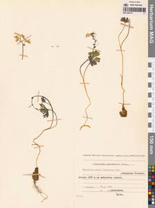 Corydalis gorodkovii Karav., Siberia, Chukotka & Kamchatka (S7) (Russia)