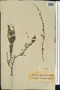 Lebeckia marginata E.Mey., Africa (AFR) (South Africa)