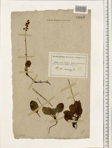 Pyrola minor L., Eastern Europe, Lower Volga region (E9) (Russia)