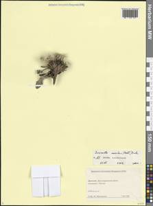 Jurinea moschus (Hablitz) Bobrov, Caucasus, Dagestan (K2) (Russia)