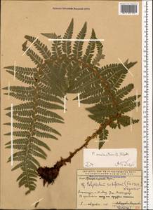 Polystichum aculeatum (L.) Roth, Caucasus, Armenia (K5) (Armenia)