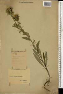 Carlina vulgaris L., Caucasus, Stavropol Krai, Karachay-Cherkessia & Kabardino-Balkaria (K1b) (Russia)