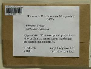Dicranella varia (Hedw.) Schimp., Bryophytes, Bryophytes - Central forest-and-steppe region (B10) (Russia)