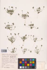 Ceratocephala orthoceras DC., Eastern Europe, Lower Volga region (E9) (Russia)