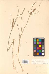 Carex neurocarpa Maxim., Siberia, Russian Far East (S6) (Russia)