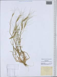 Aegilops, Middle Asia, Karakum (M6) (Turkmenistan)