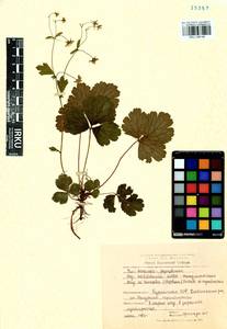 Geum ternatum subsp. ternatum, Siberia, Baikal & Transbaikal region (S4) (Russia)