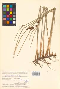 Juncus haenkei E. Mey., Siberia, Chukotka & Kamchatka (S7) (Russia)