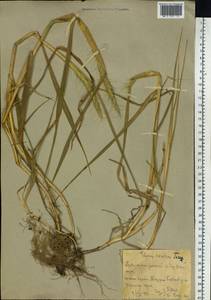 Elymus dahuricus Griseb., Siberia, Russian Far East (S6) (Russia)