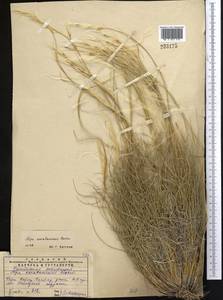 Stipa karataviensis Roshev., Middle Asia, Western Tian Shan & Karatau (M3) (Kazakhstan)