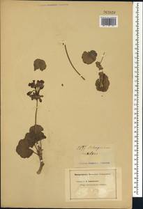 Pelargonium, Africa (AFR) (Not classified)