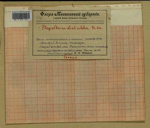 Plagiothecium denticulatum (Hedw.) Schimp., Bryophytes, Bryophytes - Moscow City & Moscow Oblast (B6a) (Russia)