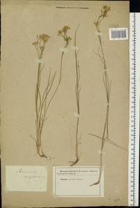 Eremogone longifolia (M. Bieb.) Fenzl, Eastern Europe, Lower Volga region (E9) (Russia)