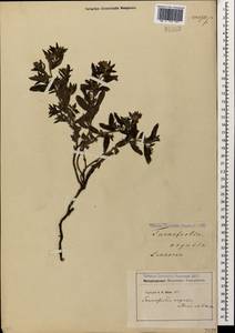 Heliotropium sibiricum (L.) J.I.M.Melo, Caucasus, Azerbaijan (K6) (Azerbaijan)