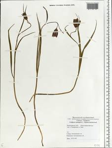 Fritillaria meleagris L., Eastern Europe, Central forest-and-steppe region (E6) (Russia)