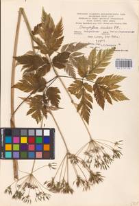 Chaerophyllum hirsutum L., Eastern Europe, West Ukrainian region (E13) (Ukraine)