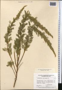 Artemisia abrotanum L., Middle Asia, Caspian Ustyurt & Northern Aralia (M8) (Kazakhstan)