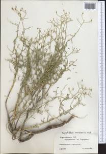 Haplophyllum ramosissimum (Paulsen) Vved., Middle Asia, Karakum (M6) (Turkmenistan)