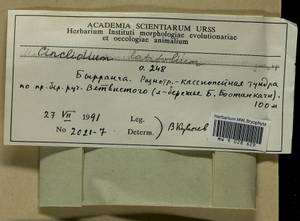 Cinclidium latifolium Lindb., Bryophytes, Bryophytes - Krasnoyarsk Krai, Tyva & Khakassia (B17) (Russia)