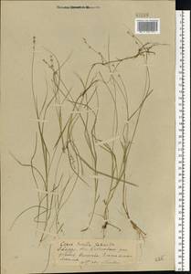 Carex disperma Dewey, Eastern Europe, Eastern region (E10) (Russia)