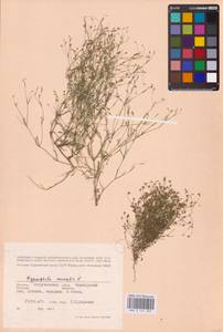 Psammophiliella muralis (L.) Ikonn., Eastern Europe, Lower Volga region (E9) (Russia)