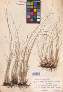 Helictotrichon desertorum (Less.) Pilg., Eastern Europe, Central forest-and-steppe region (E6) (Russia)
