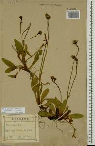Pilosella piloselliflora (Nägeli & Peter) Soják, Eastern Europe, Central region (E4) (Russia)