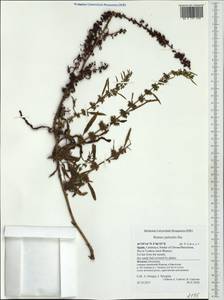Rumex palustris Sm., Western Europe (EUR) (Spain)