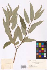 Salix fragilis L., Eastern Europe, Central forest-and-steppe region (E6) (Russia)