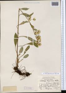 Solidago virgaurea subsp. lapponica (With.) Tzvelev, Eastern Europe, Northern region (E1) (Russia)