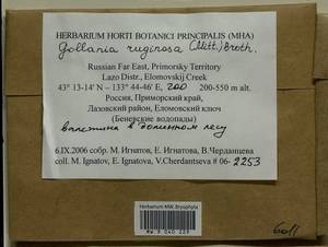 Gollania ruginosa (Mitt.) Broth., Bryophytes, Bryophytes - Russian Far East (excl. Chukotka & Kamchatka) (B20) (Russia)