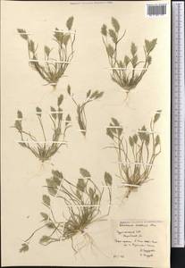 Schismus arabicus Nees, Middle Asia, Karakum (M6) (Turkmenistan)