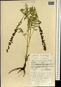 Artemisia laciniata subsp. laciniata, Mongolia (MONG) (Mongolia)