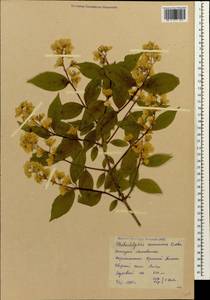 Philadelphus coronarius L., Caucasus, Krasnodar Krai & Adygea (K1a) (Russia)