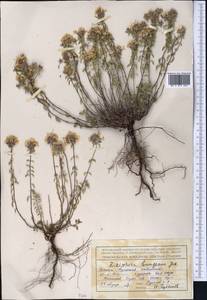 Ziziphora clinopodioides Lam., Middle Asia, Northern & Central Tian Shan (M4) (Kyrgyzstan)