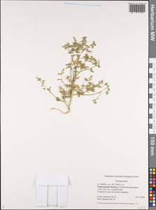 Chenopodium, Eastern Europe, Lower Volga region (E9) (Russia)